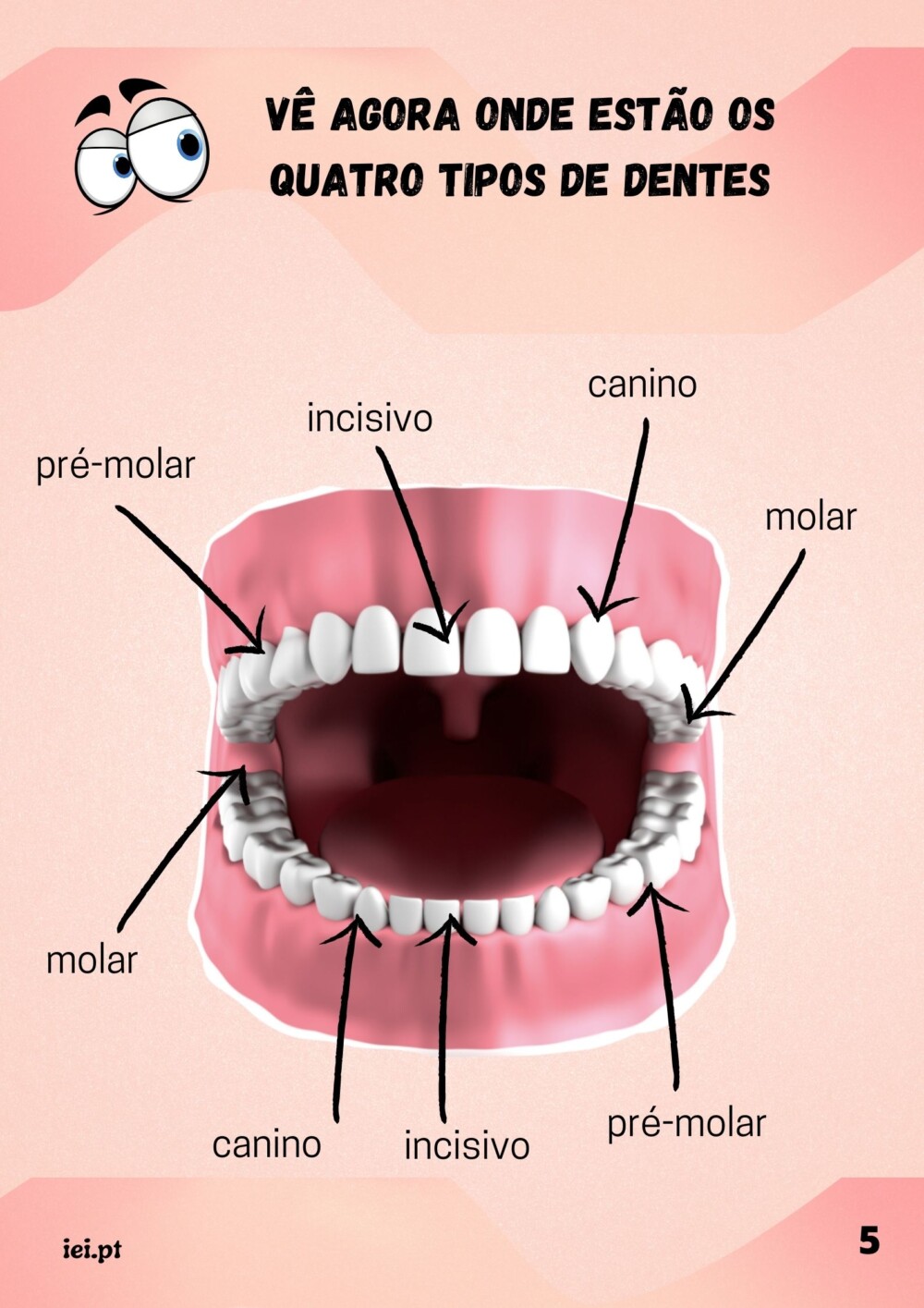 O sistema digestivo - Image 3